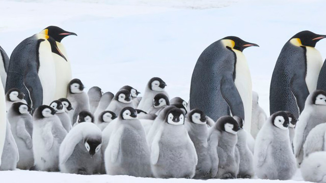 El Pingüino Emperador