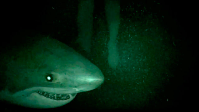 Un Tiburón en la Oscuridad