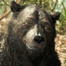 Andy Serkis en el papel de Baloo